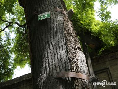截枯枝補空洞修古樹 書院門千年國槐重?zé)ㄉ鷻C(jī)