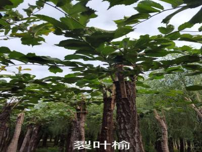 裂葉榆基地直銷，2017年價(jià)格參考