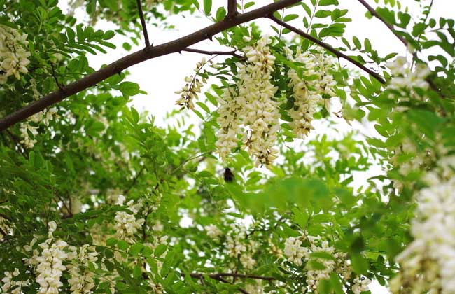 槐花一般幾月開花？