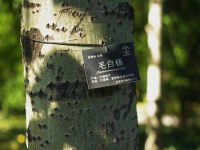 什么叫毛白楊？毛白楊有哪些特點(diǎn)？