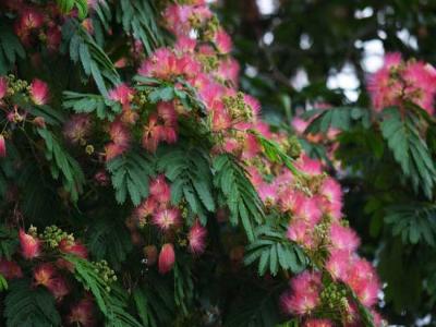 合歡花的產(chǎn)地分布都有哪些地區(qū)？