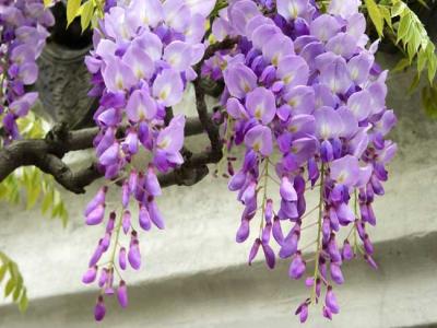 紫藤什么時(shí)候開花？紫藤花的花語(yǔ)是什么？