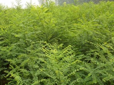 我國的國槐產(chǎn)地分布都有哪些？