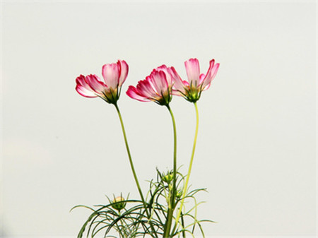 格?；破諘r(shí)間：波斯菊可以是！