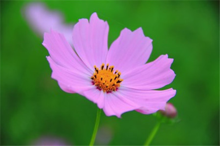 波斯菊和格?；ǖ降子惺裁磪^(qū)別