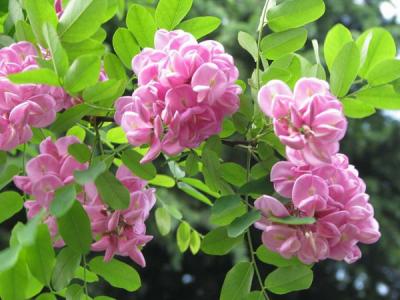 香花槐和紅花槐有什么區(qū)別？