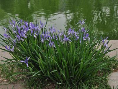 馬蓮花和馬蘭花是同一種花嗎？