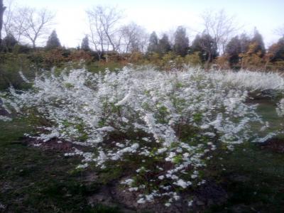 盛開(kāi)的珍珠繡線菊?qǐng)D賞