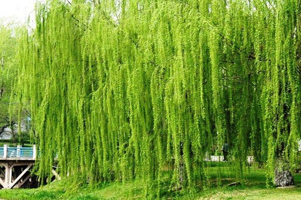 金絲垂柳是嫁接的嗎？