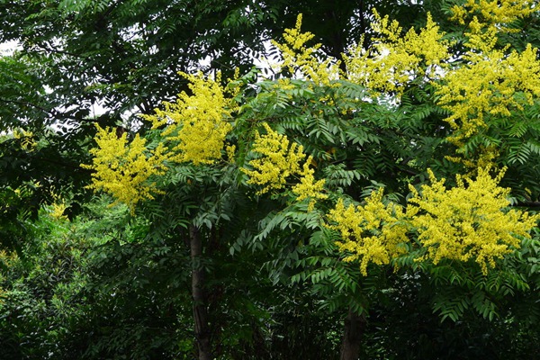 欒樹什么時(shí)候開花，花期多久