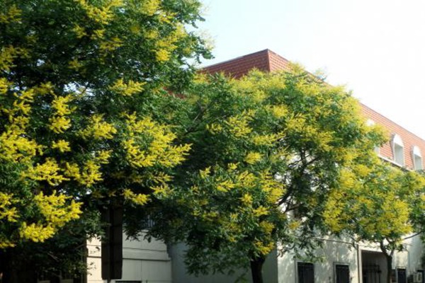 欒樹什么時(shí)候開花，花期多久