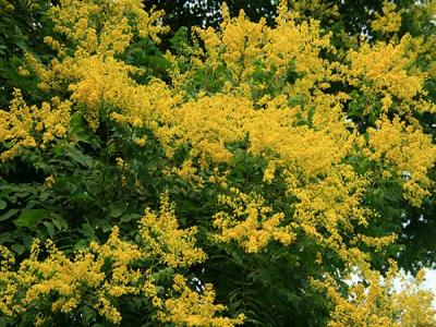 欒樹什么時(shí)候開花，花期多久