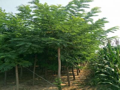 刺槐樹和洋槐樹有什么區(qū)別？是一種樹嗎？