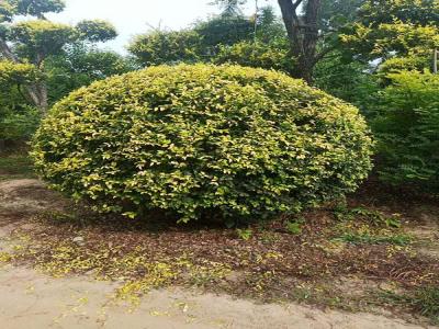 金葉榆產(chǎn)地是哪里？