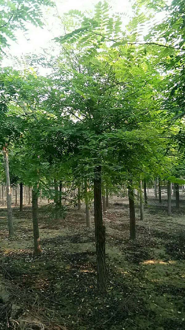 刺槐樹(shù)圖片