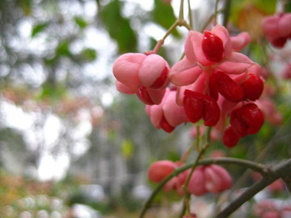 絲棉木最新價(jià)格表，多少錢一棵