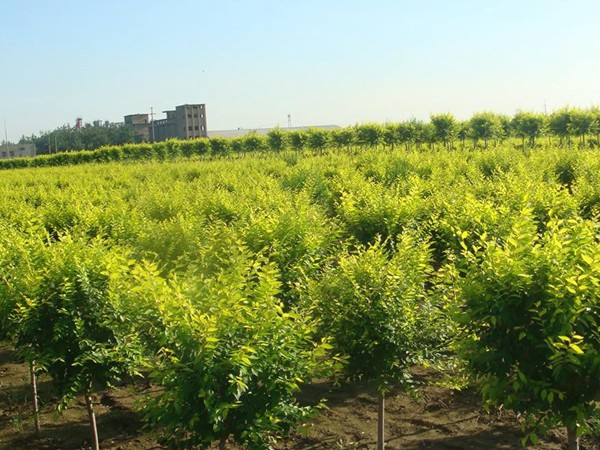 基地直銷金葉榆樹苗，價格多少錢