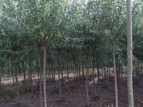 垂柳樹苗2公分報(bào)價(jià)，多少錢一顆
