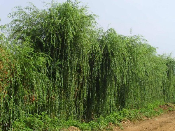 垂柳樹苗2公分報(bào)價(jià)，多少錢一顆