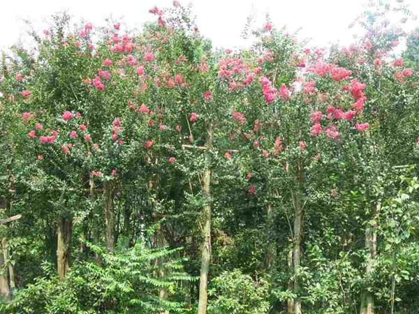 市場(chǎng)中香花槐樹苗價(jià)格多少