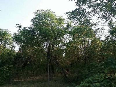 香花槐（紅花刺槐）的花語是什么？