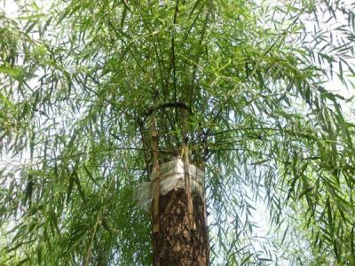 嫁接垂柳相對(duì)于原生垂柳有哪些優(yōu)勢(shì)？