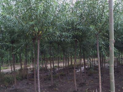 垂柳樹苗2公分報(bào)價(jià)，多少錢一顆