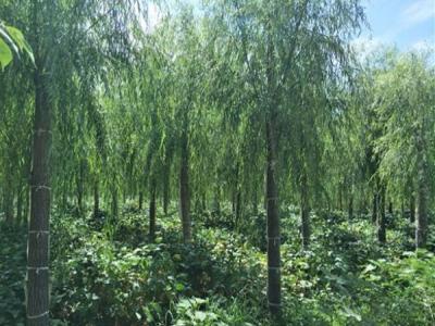 柳樹作砧木都可以嫁接什么品種？