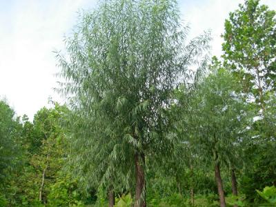 40公分饅頭柳幼苗的市場(chǎng)價(jià)格是多少？
