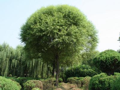 漳河柳和饅頭柳有什么區(qū)別？