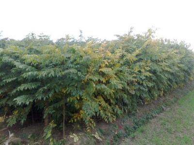 欒樹和黃山欒樹二者有什么區(qū)別？