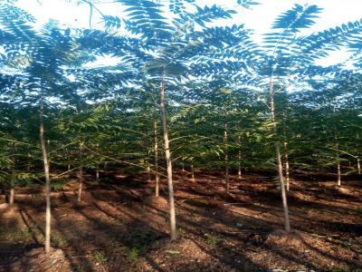 香椿和紅香椿二者有什么區(qū)別？