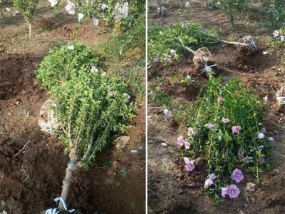 木槿花該如何種植及養(yǎng)護(hù)？