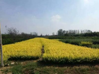 金葉女貞球和金森女貞球二者有什么明顯區(qū)別？
