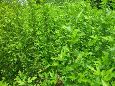 木槿樹的風(fēng)水寓意是什么？
