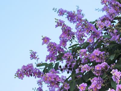 紫薇小苗十公分的價格是多少？