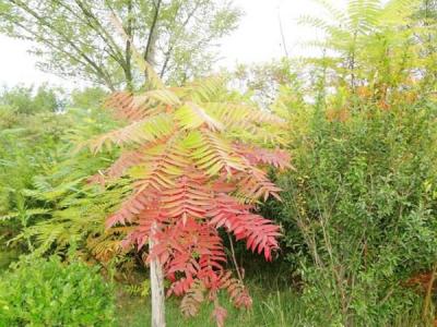 院子里種植臭椿風水好嗎？