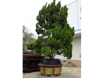 家有龍柏盆景對家風(fēng)水好嗎？
