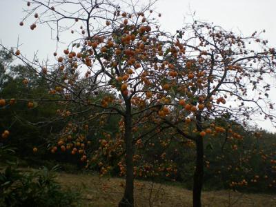 不推薦大家在院子內(nèi)種植柿子樹的原因是什么？