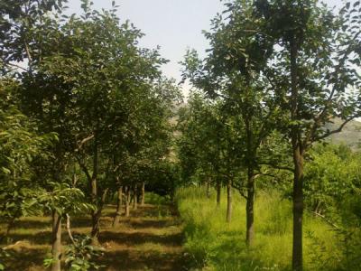 住宅內(nèi)適合種植柿子樹嗎？