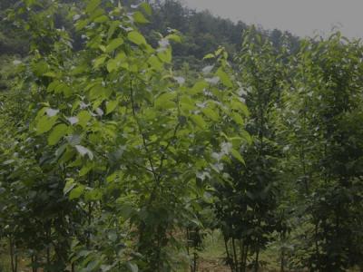 杜仲樹皮怎么采收，什么時候采收？