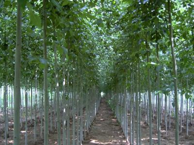 白毛楊小苗在哪里可以購買得到？