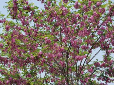嫁接香花槐基地在哪里？