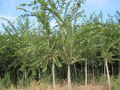 10公分長(zhǎng)枝榆小苗的最新報(bào)價(jià)以及購(gòu)買途徑