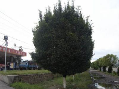 圓冠榆葉片脫落什么原因，怎么辦