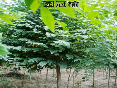 市面上3公分圓冠榆小苗的市場價格是多少？