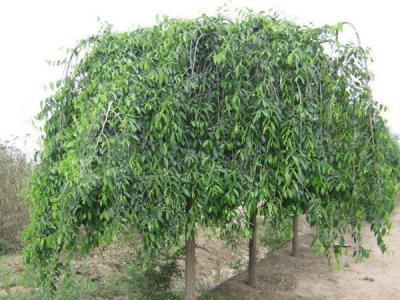 小葉垂榆種植在哪些地區(qū)，有什么特點？