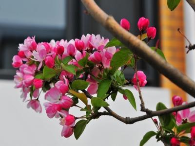 西府海棠如何繁殖，常見(jiàn)的繁殖方式是什么