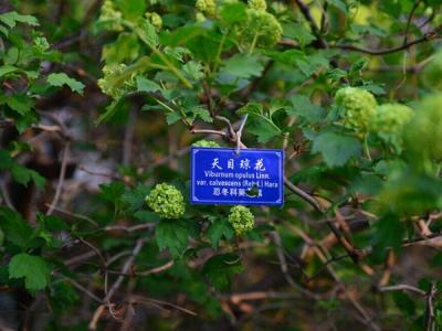 天目瓊花這味藥藥效如何體現(xiàn) ？