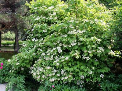 應(yīng)該如何區(qū)別天目瓊花以及瓊花 ？